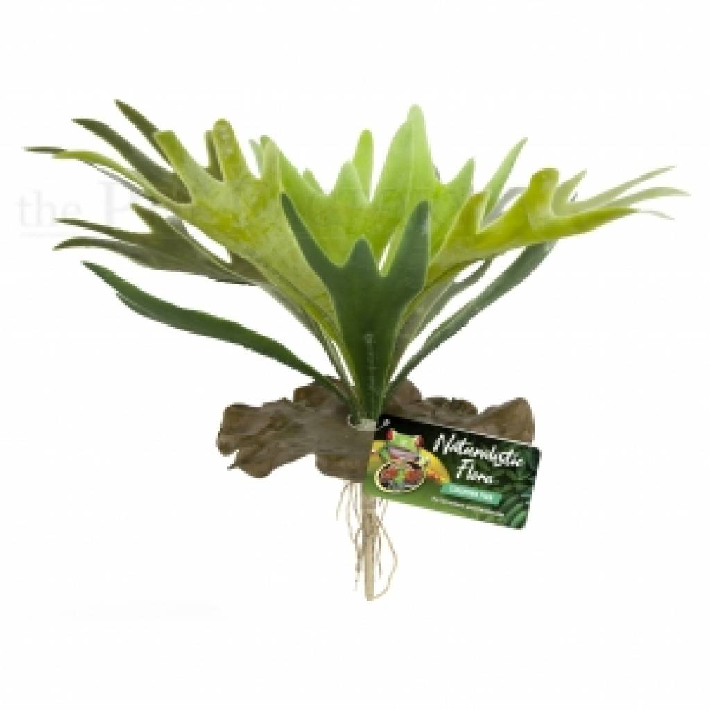 Staghorn Fern